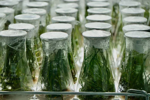Environment and food safety applications